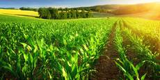 ГМО-унищожаването на Украйна