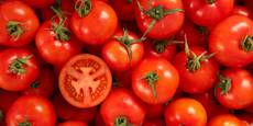 Пластмасовият домат съсипва държавата